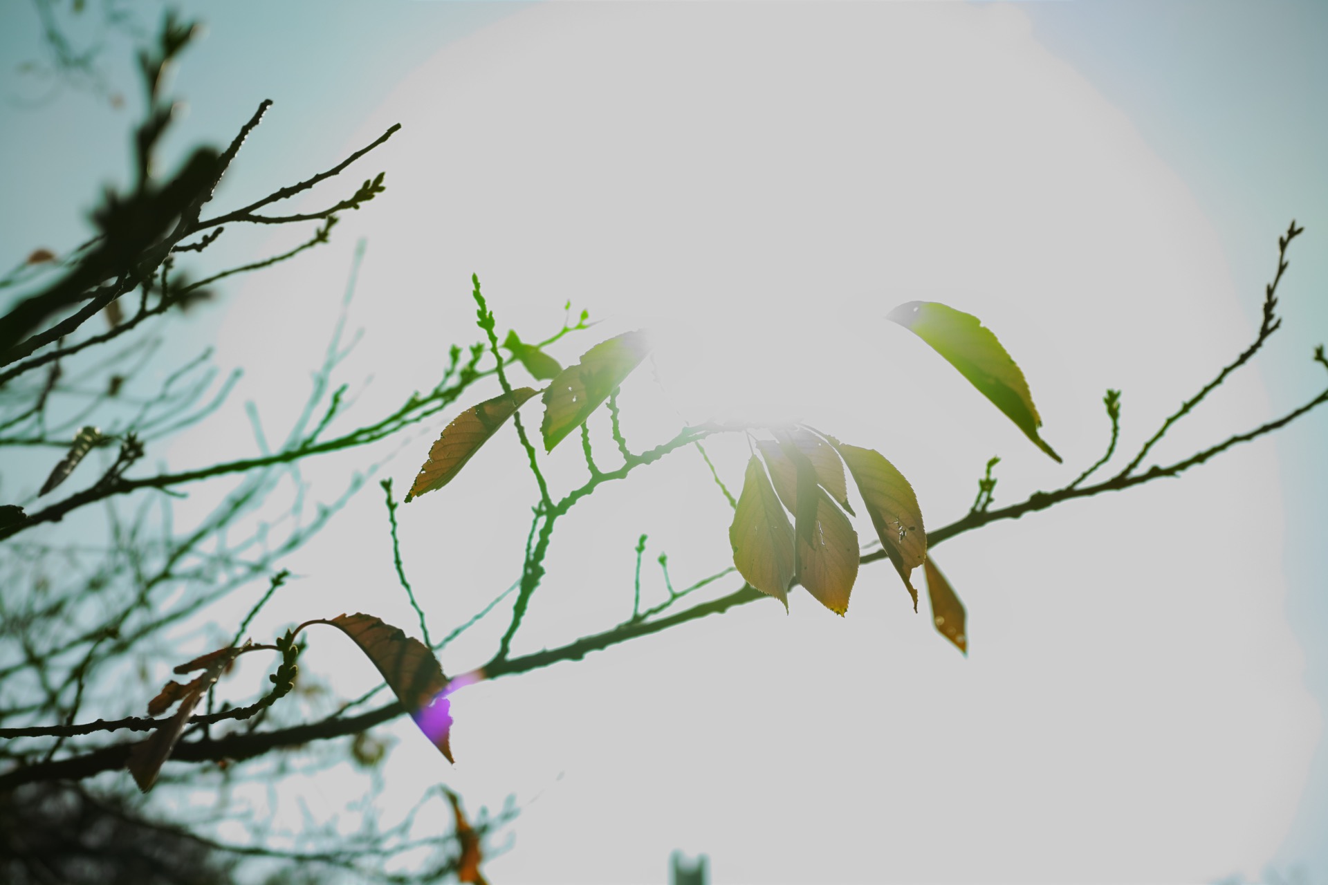 DP2Q0498