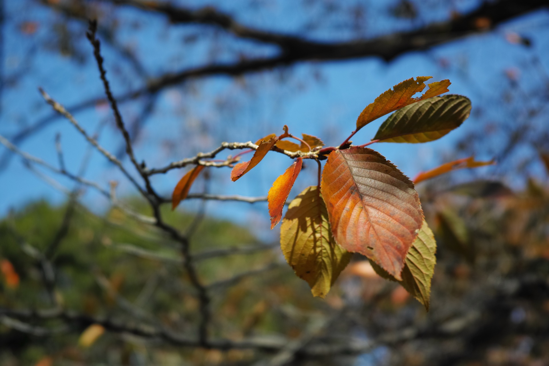 DP2Q0495