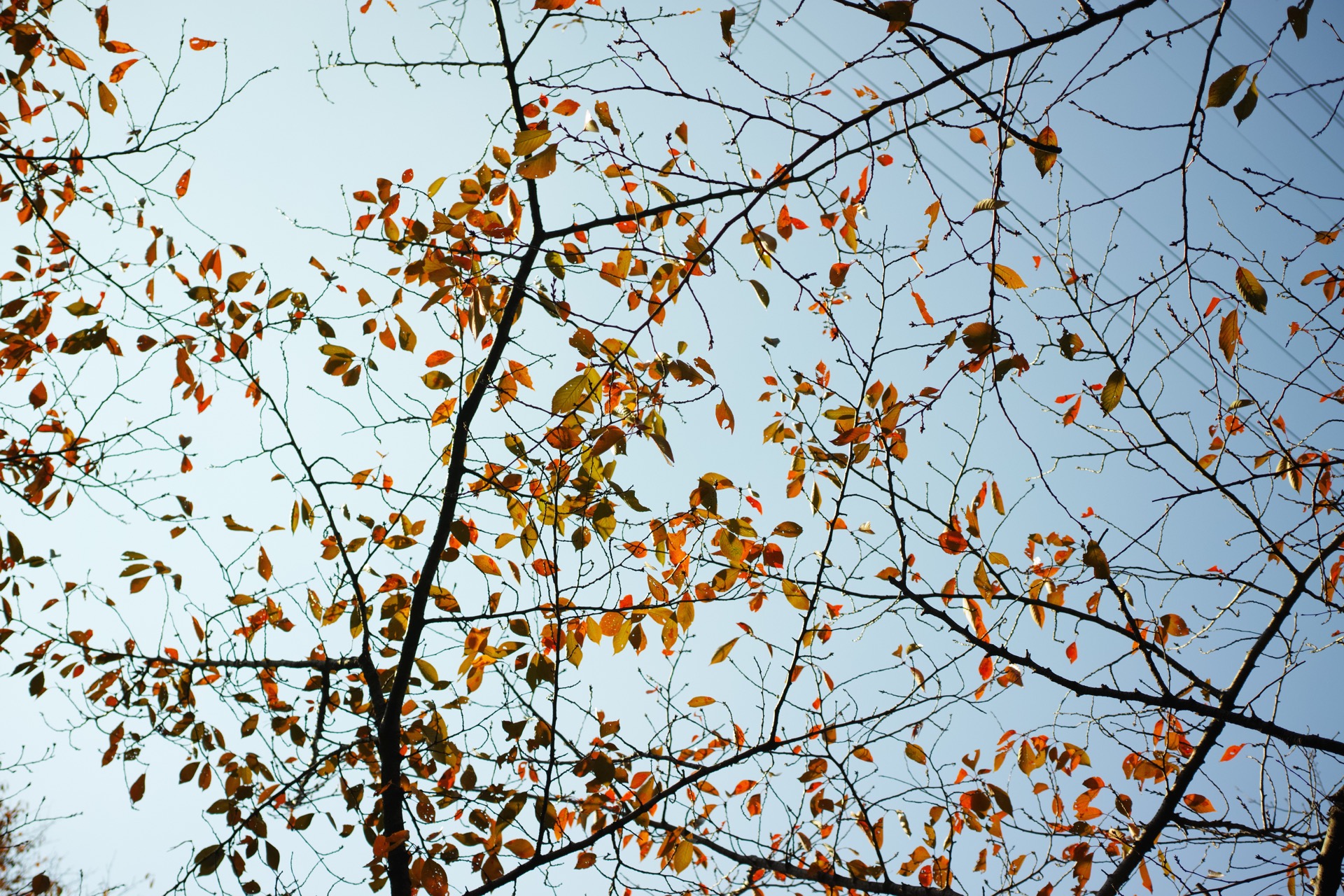 DP2Q0470
