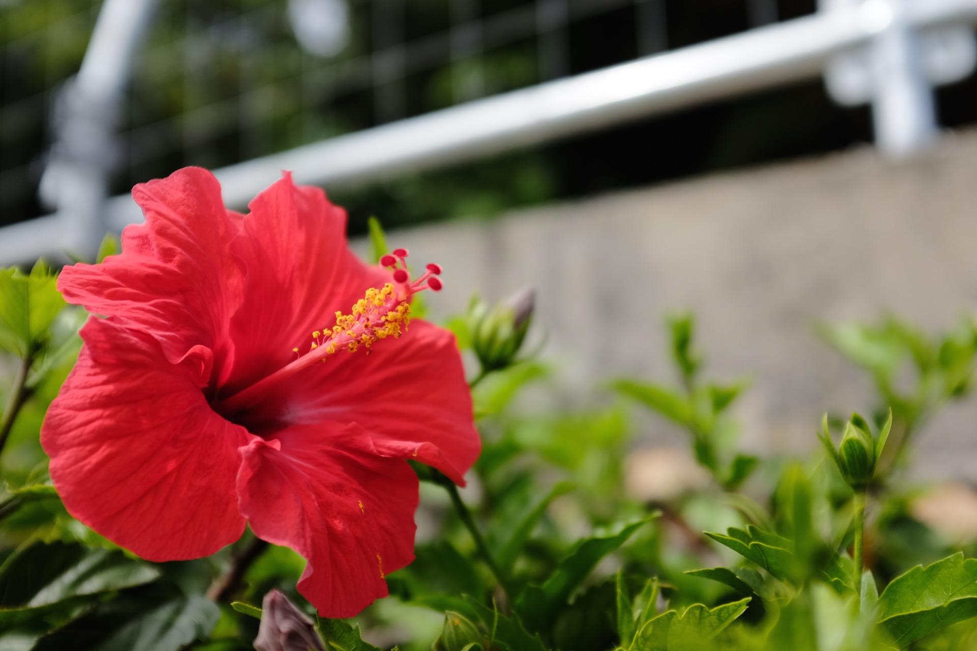 DSCF2707