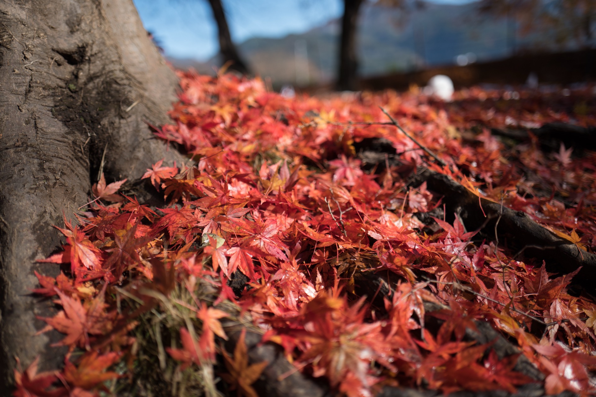 L1010880-2.jpg