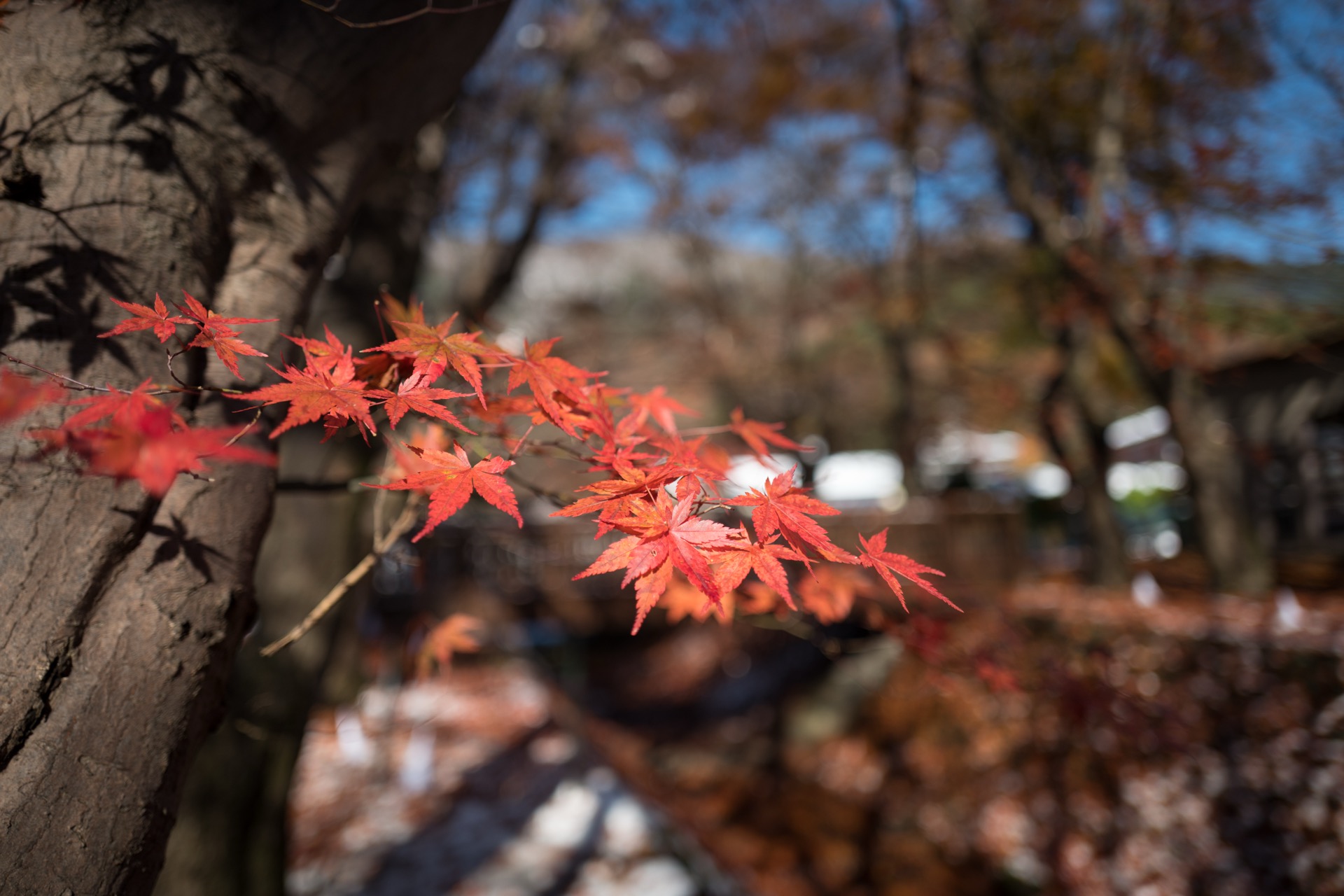 L1010884-2.jpg