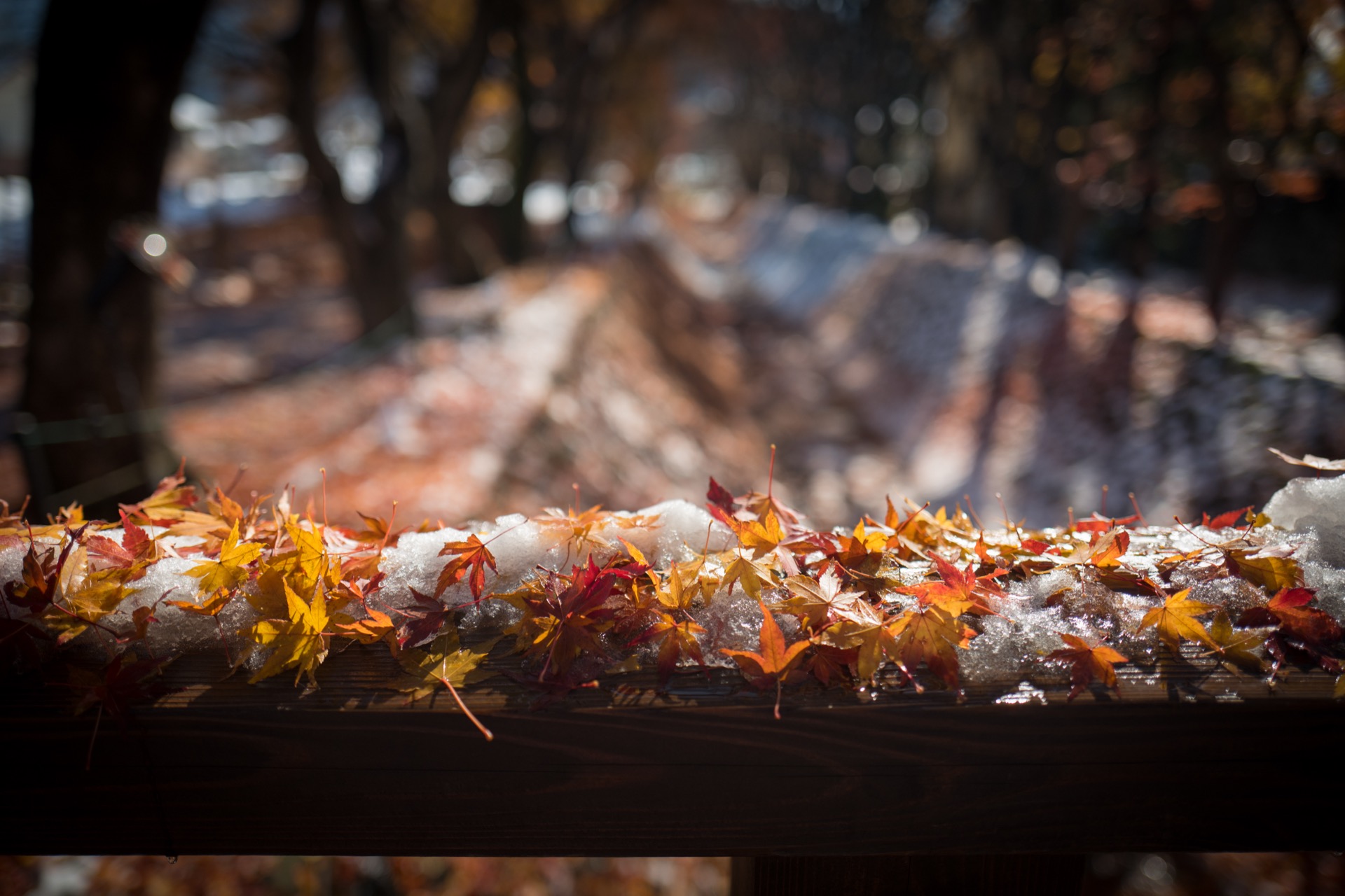 L1010900-2.jpg