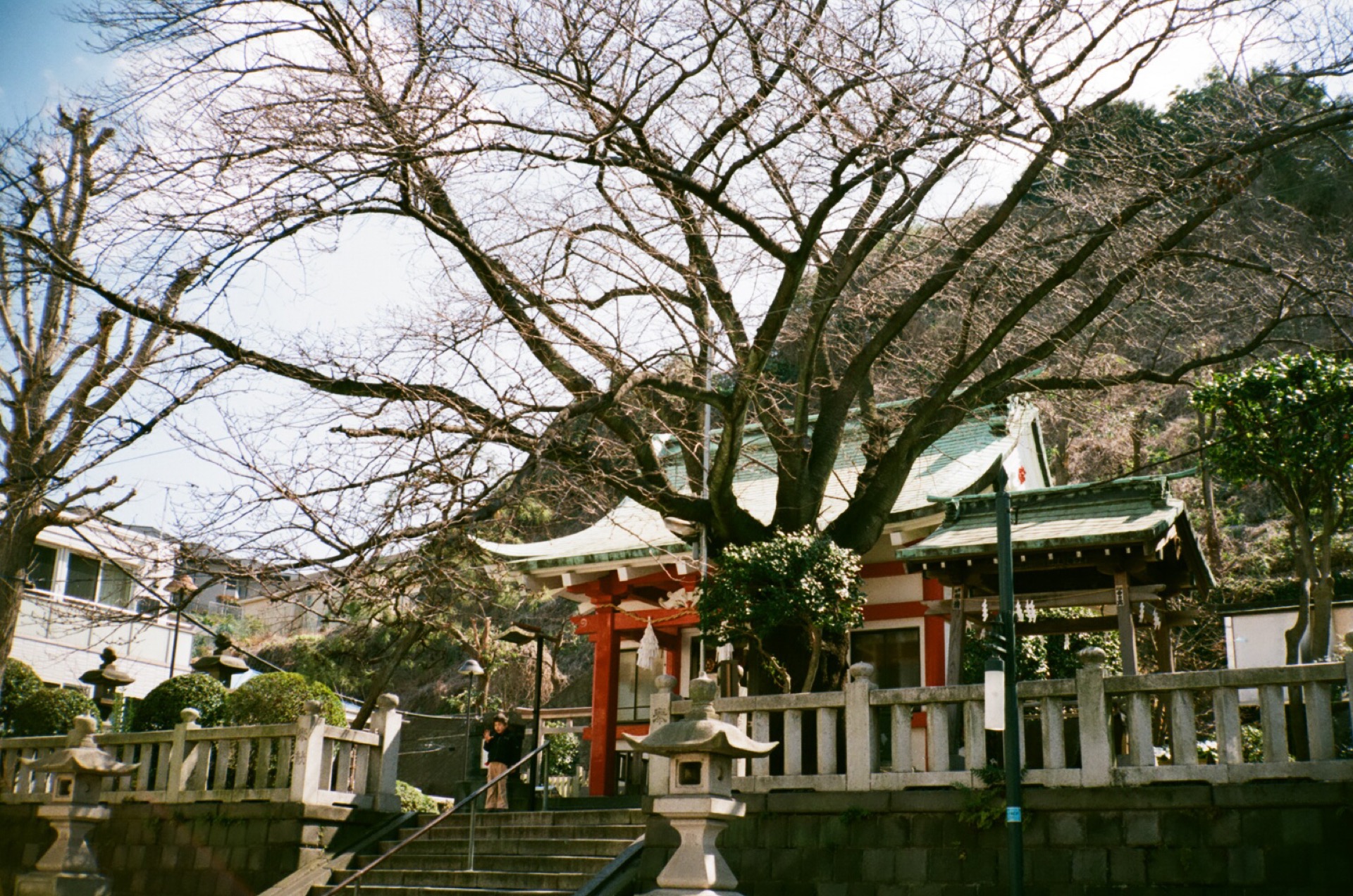 FUJICOLOR_C200_20190309_11.jpg