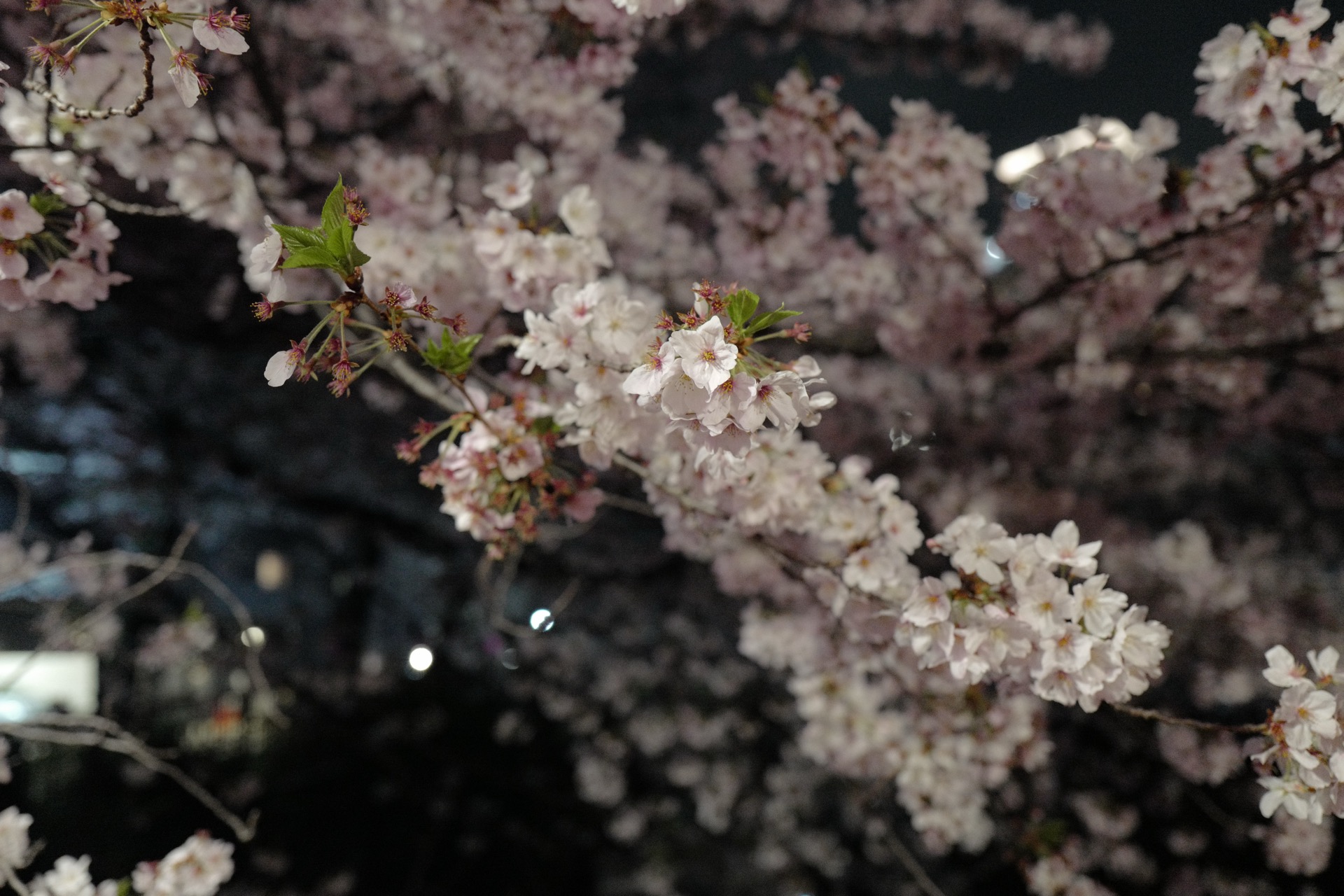 L1030159.jpg