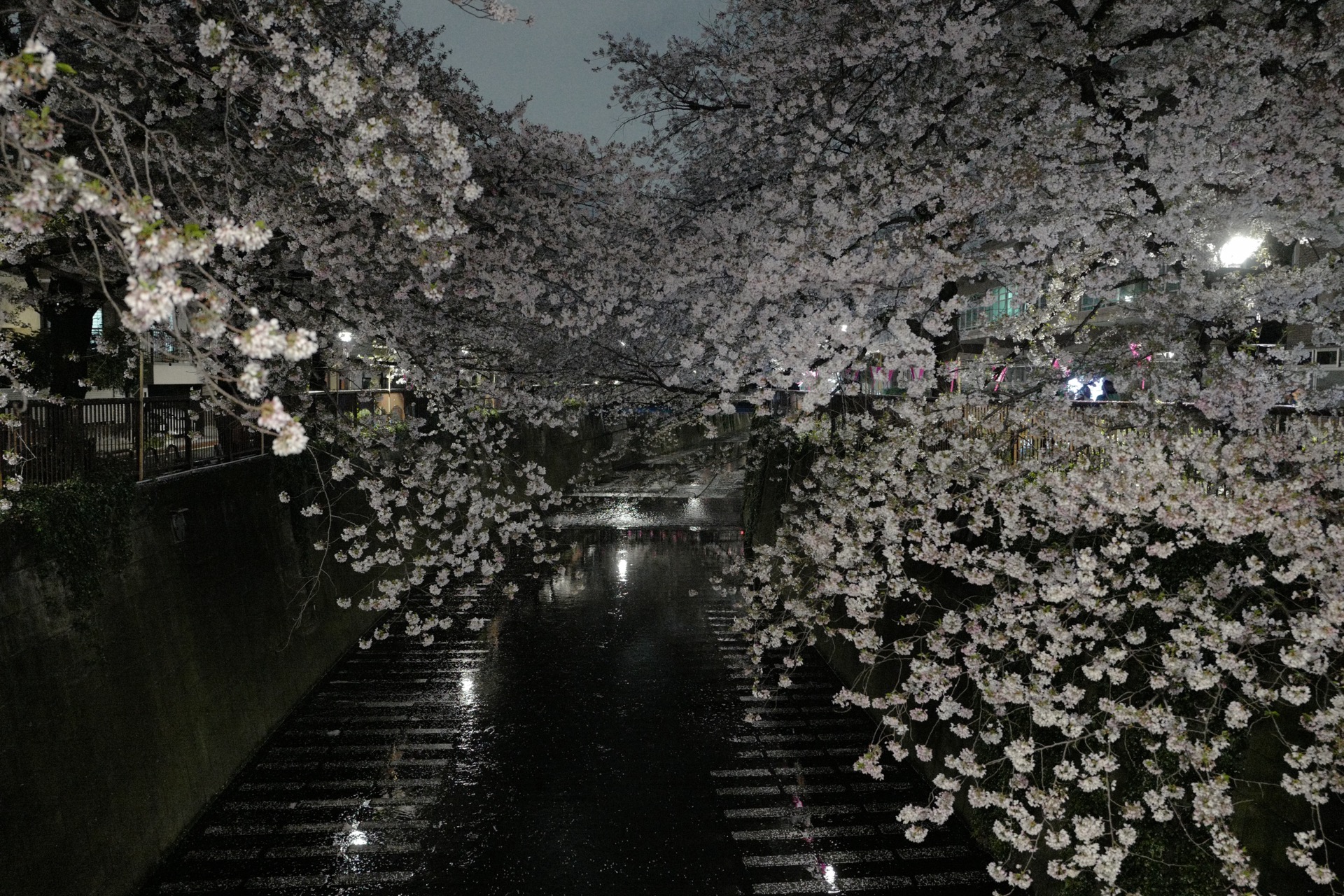 L1030158.jpg