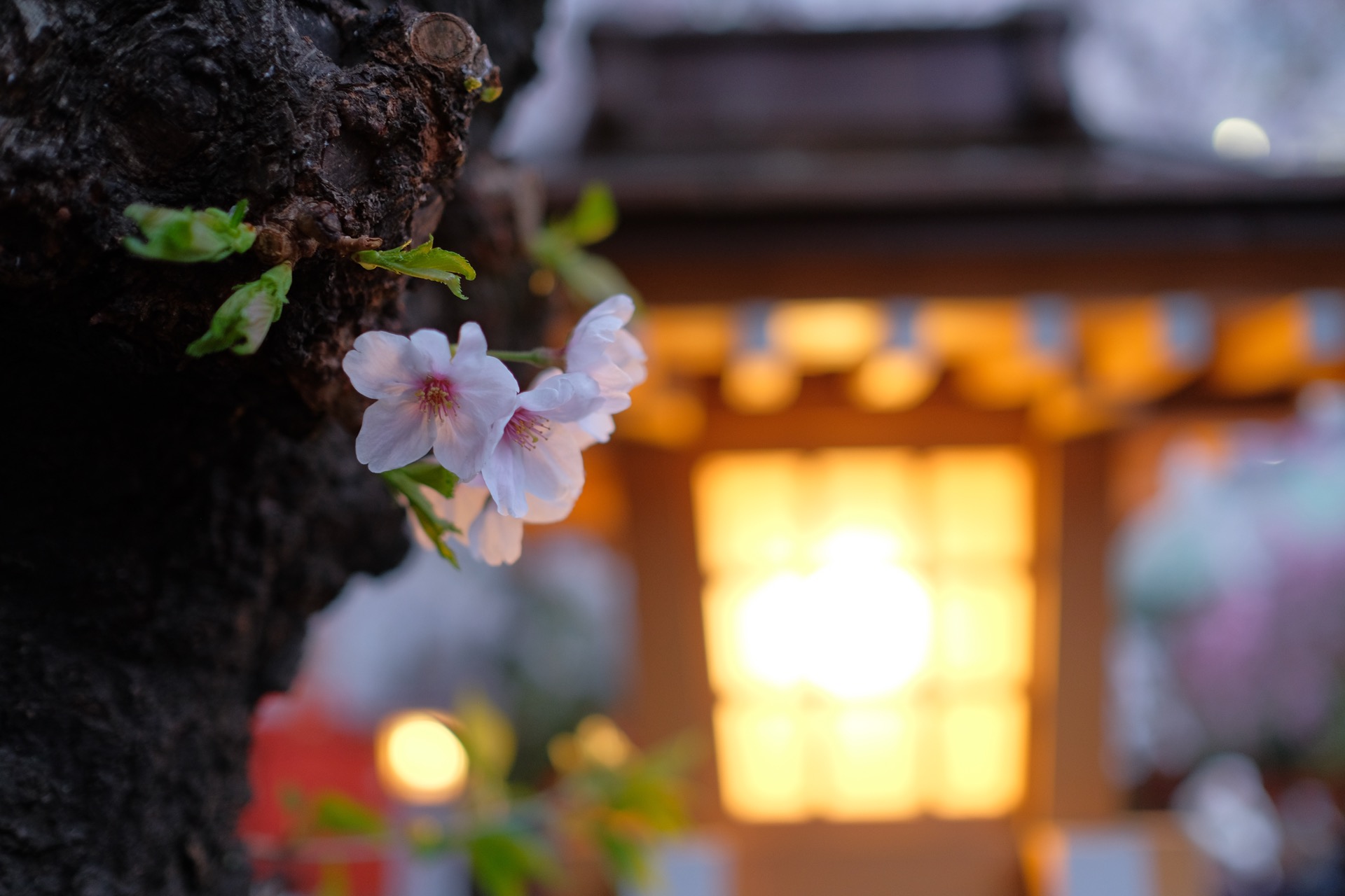0XT25307-2.jpg