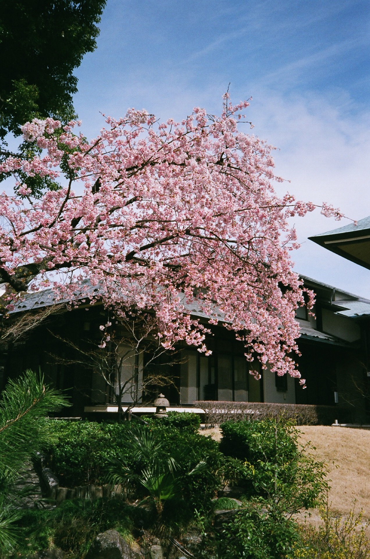 X-TRA400_20190320_21.jpg