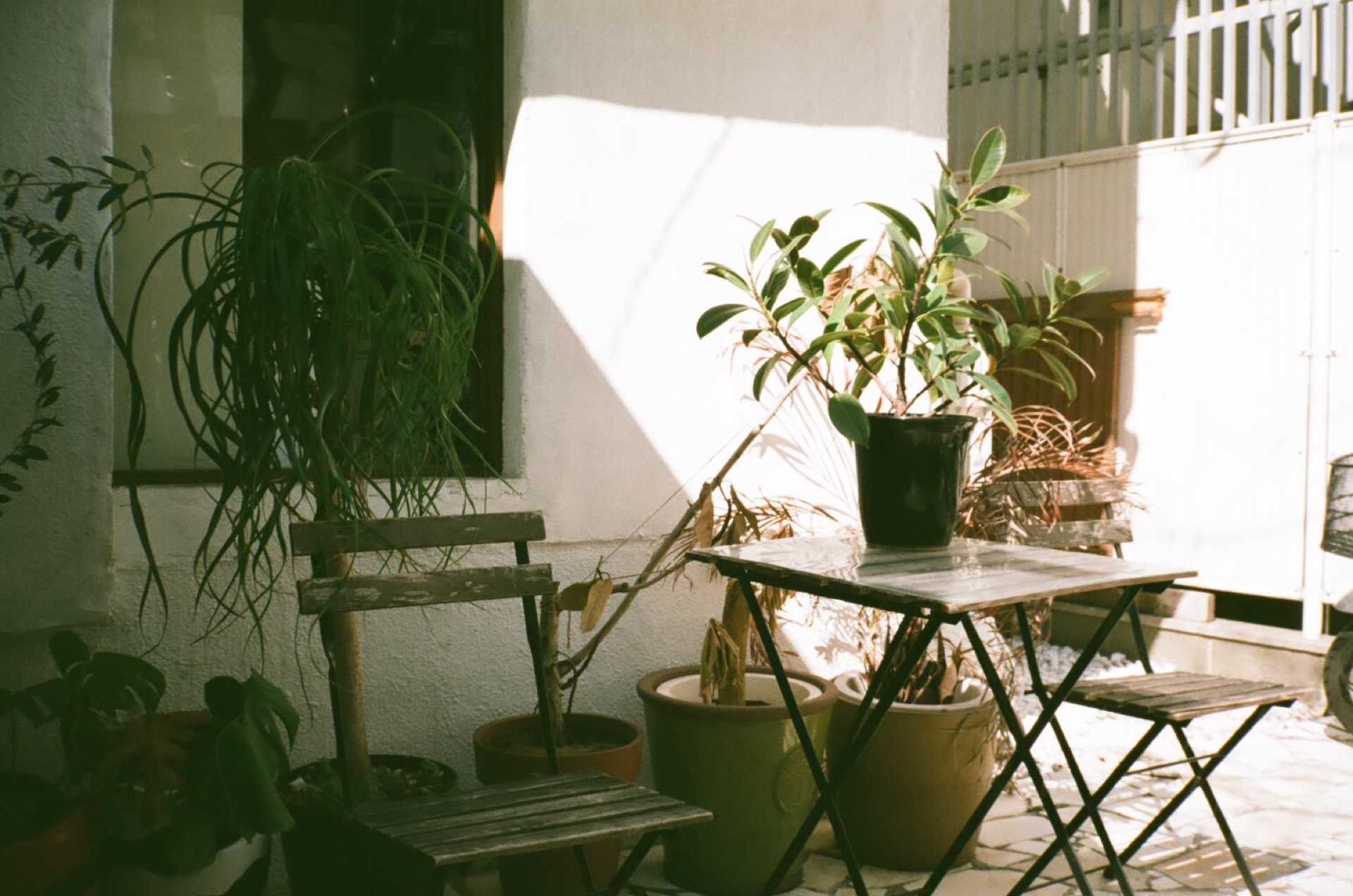 FUJICOLOR_C200_20190309_28.jpg