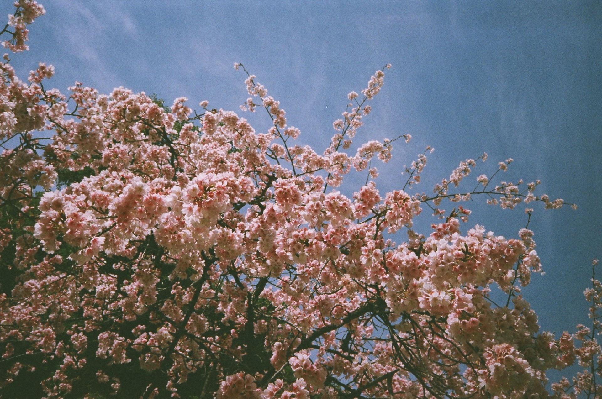 X-TRA400_20190320_17.jpg