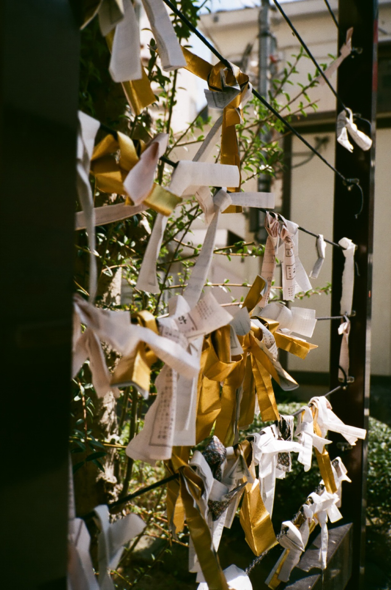 FUJICOLOR_C200_20190309_13.jpg
