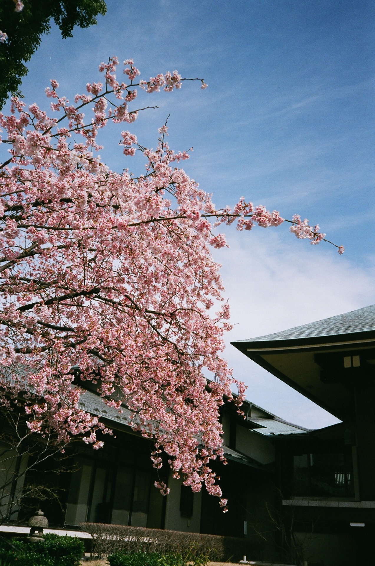 X-TRA400_20190320_22.jpg