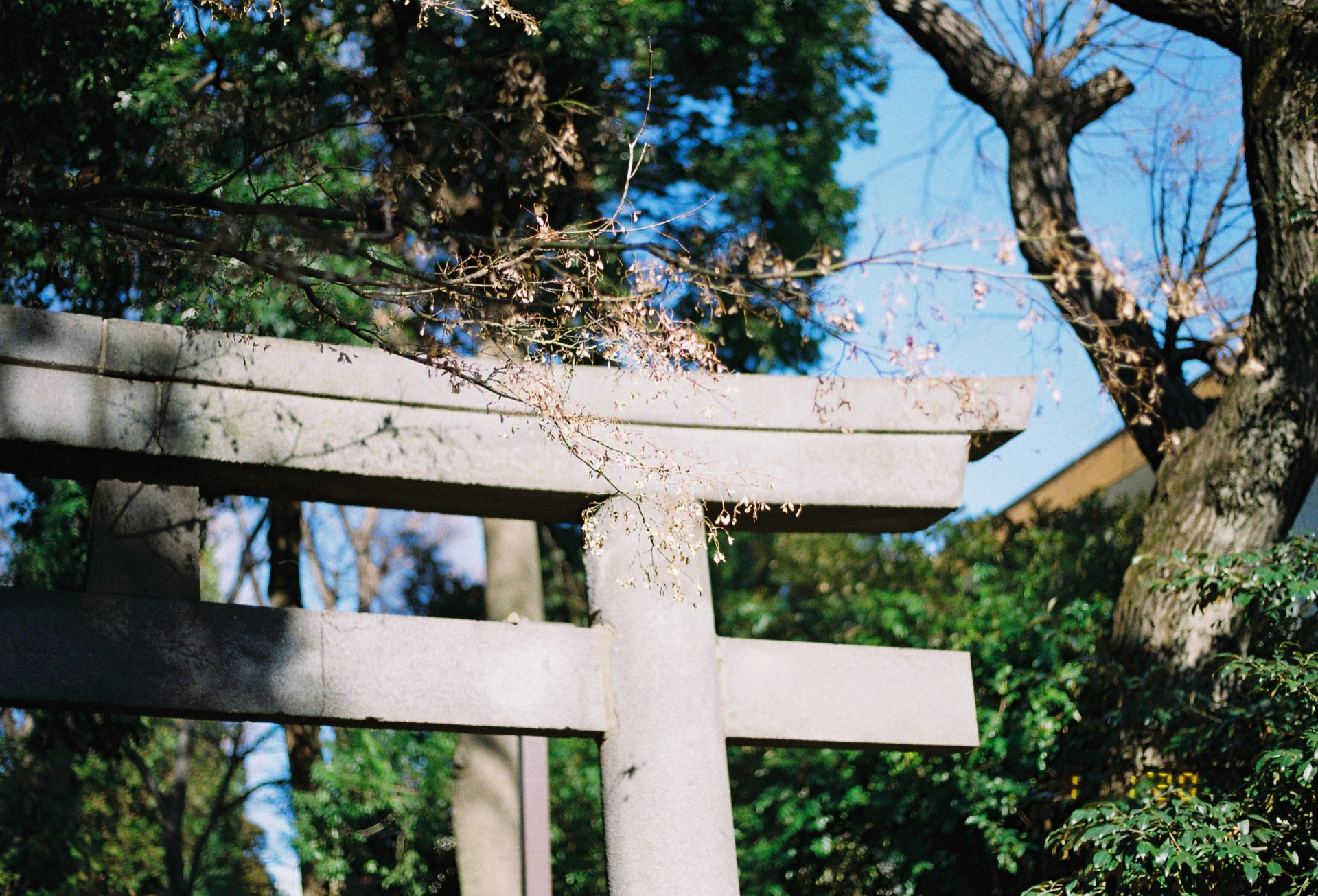 20200111_EOSkiss7_Lomo100_31.jpg