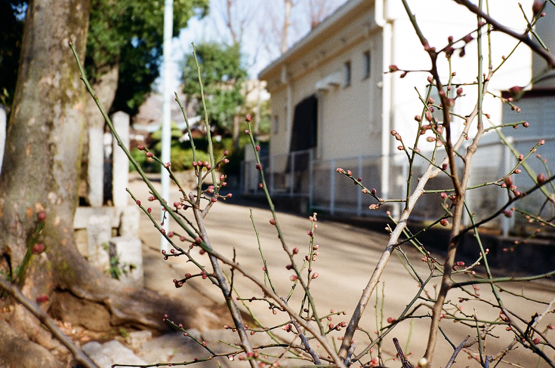 20200128_CONTAX T2_Kodak Color Plus 200_37.jpg