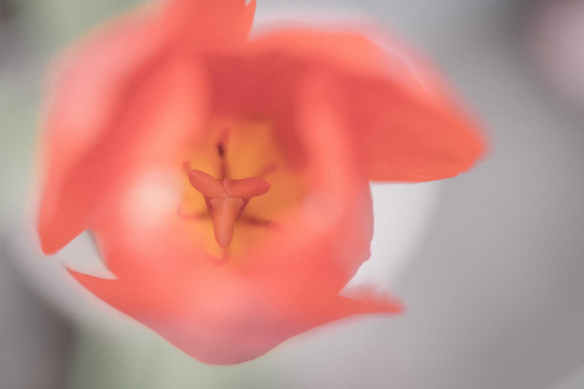 49780923517_ce95f592c6_k.jpg 49780923517 ce95f592c6 k